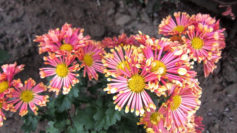 Pink and Yellow Chrysanthemums — Calm