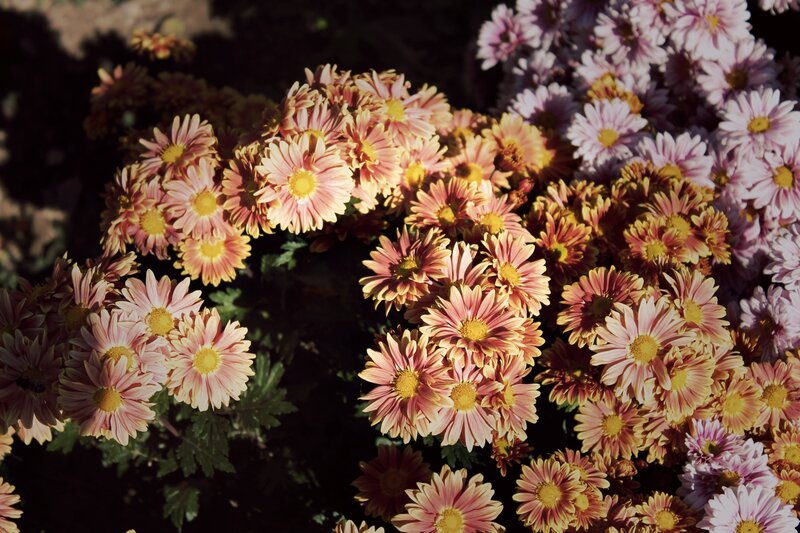 Pink and Yellow Chrysanthemums — Serene