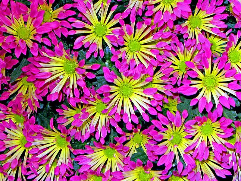 Pink and Yellow Chrysanthemums — Vibrant