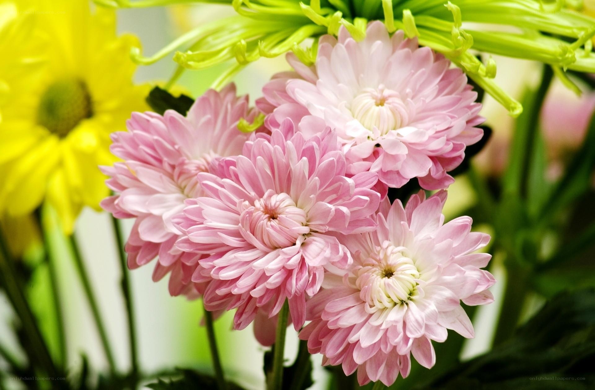 Pink and yellow chrysanthemums