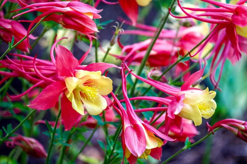 Pink and Yellow Columbine Flowers