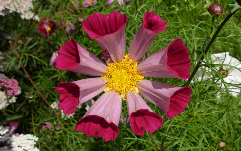 Pink and Yellow Cosmos Flower