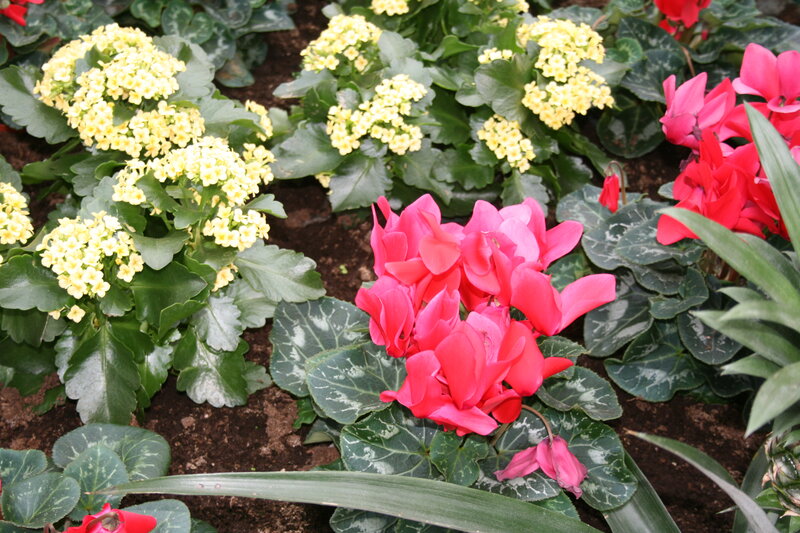 Pink and Yellow Cyclamen