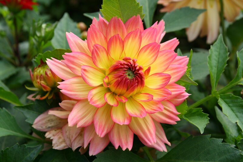 Pink and Yellow Dahlia — Calm, Afternoon, Photograph