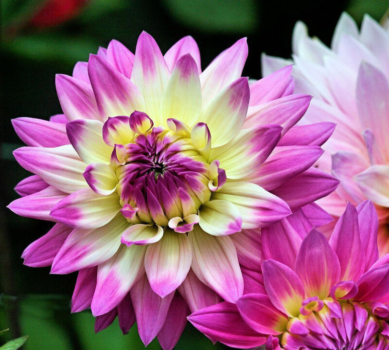 Pink and Yellow Dahlia — Calm, Afternoon