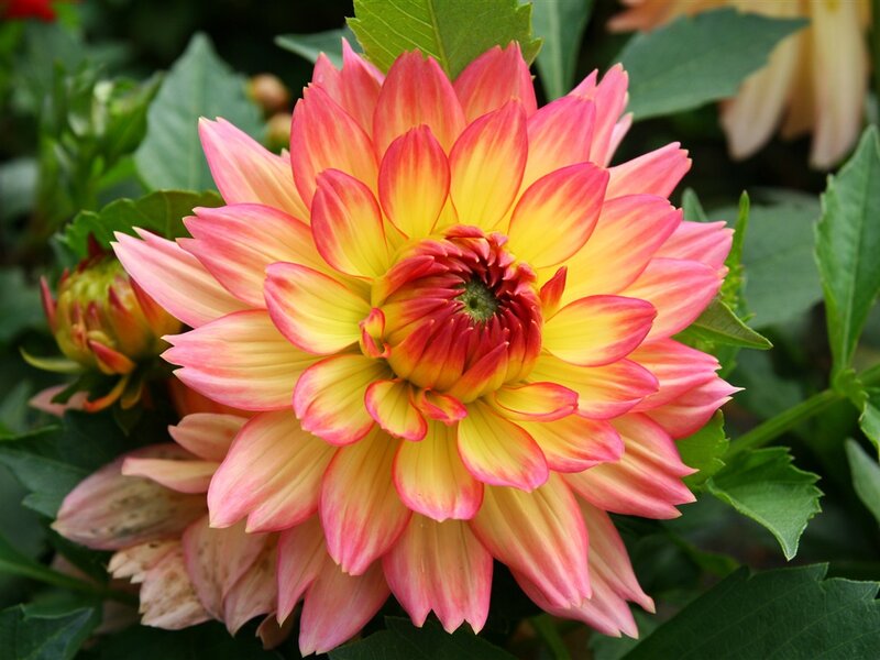 Pink and Yellow Dahlia — Calm, Summer