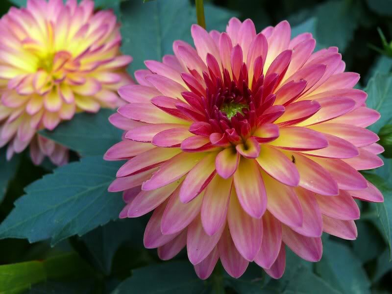 Pink and Yellow Dahlia — Calm