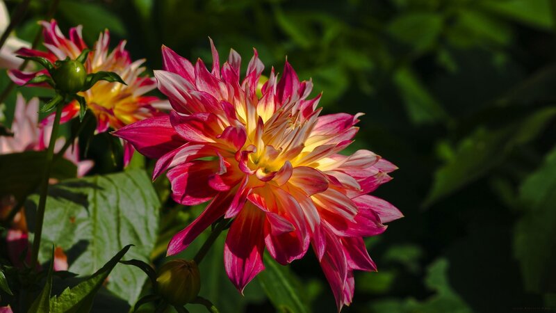 Pink and Yellow Dahlia — Dramatic