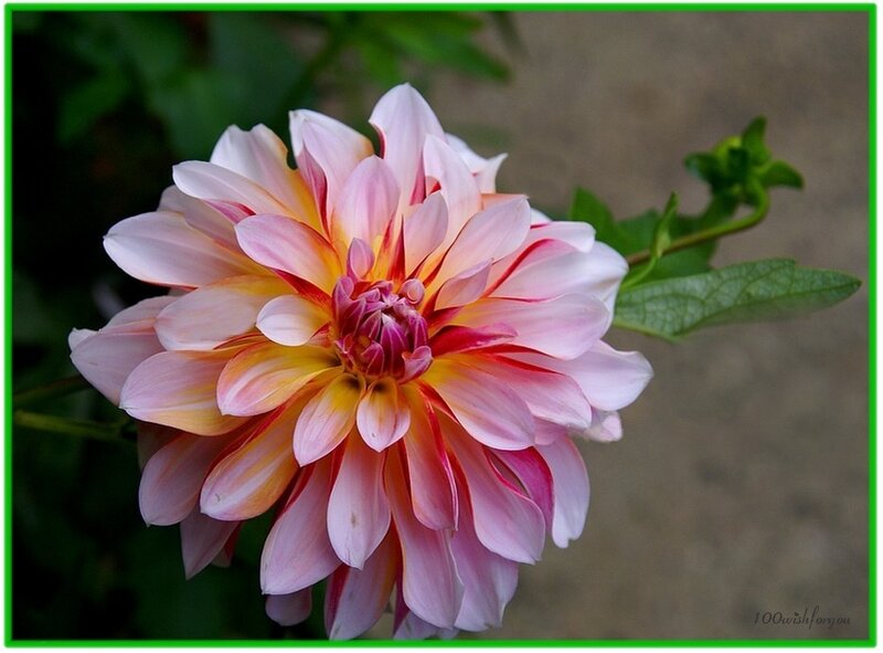 Pink and yellow dahlia flower