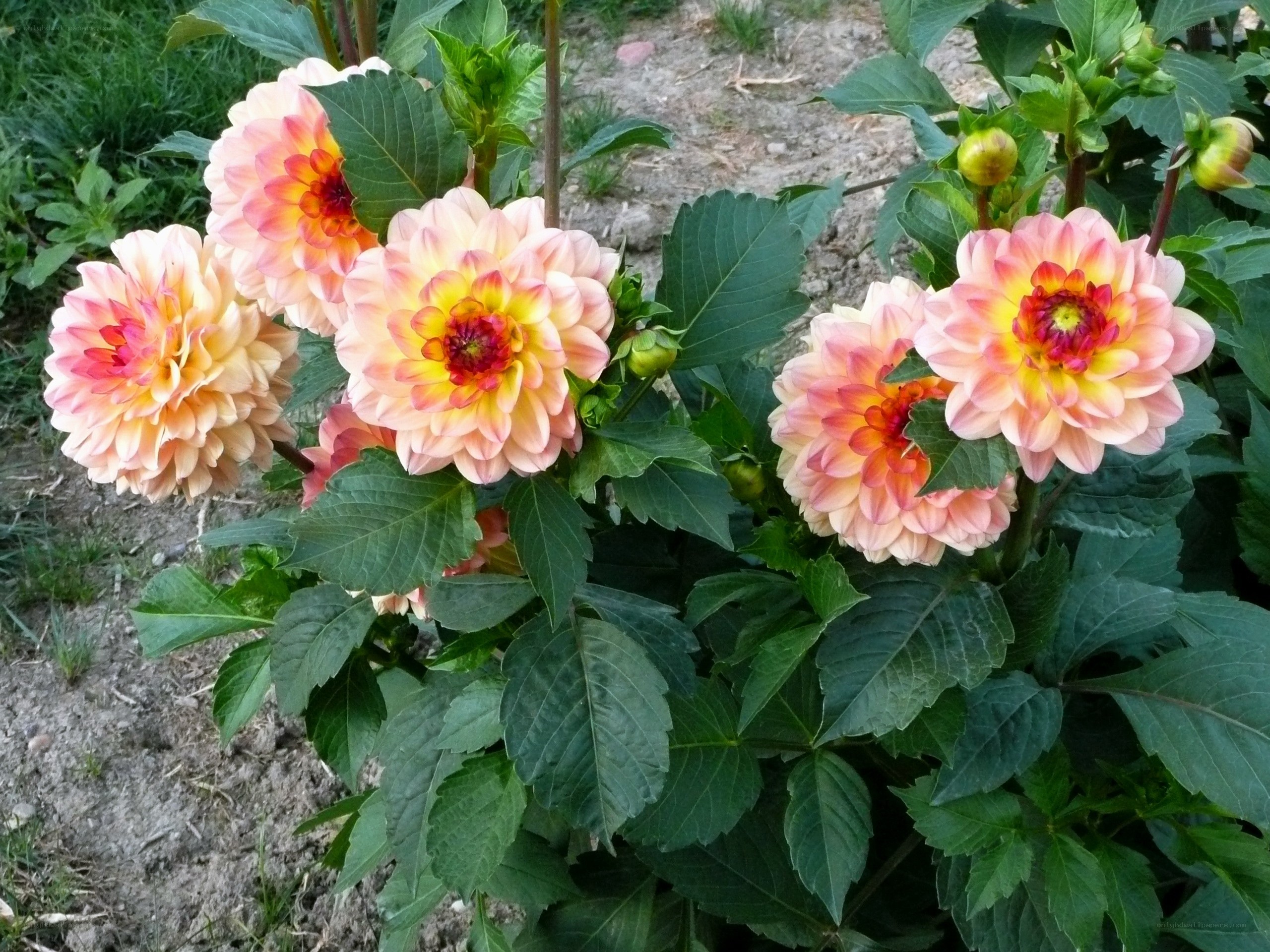 Pink and yellow dahlia flowers