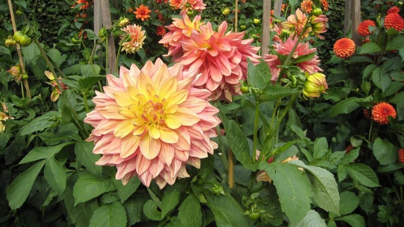 Pink and yellow dahlia flowers
