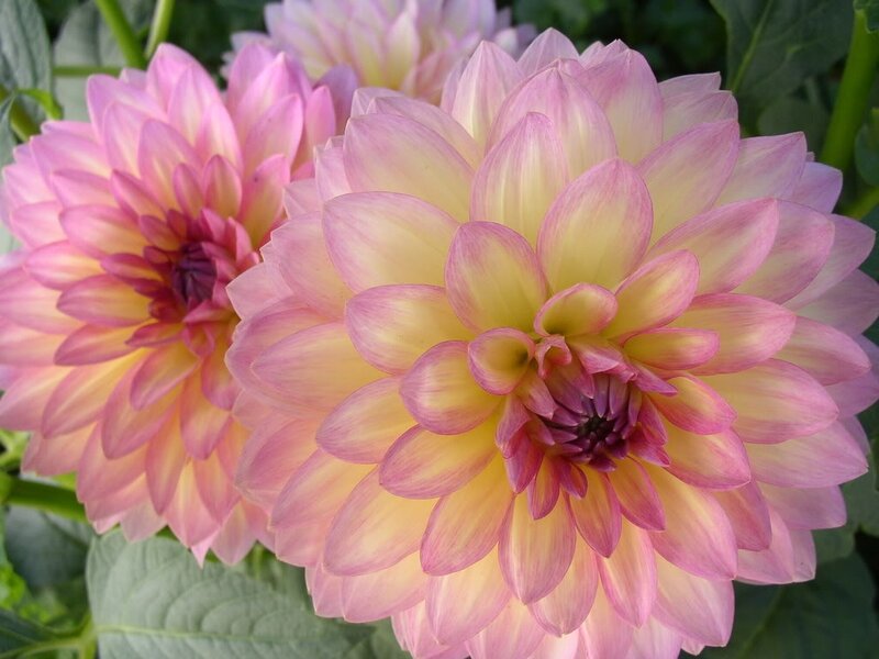 Pink and Yellow Dahlia Flowers — Calm