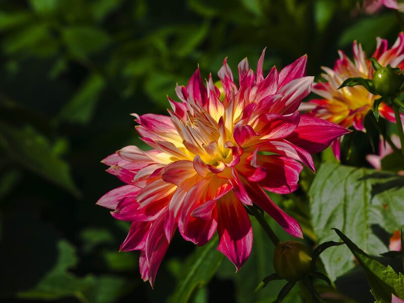 Pink and Yellow Dahlia — Serene