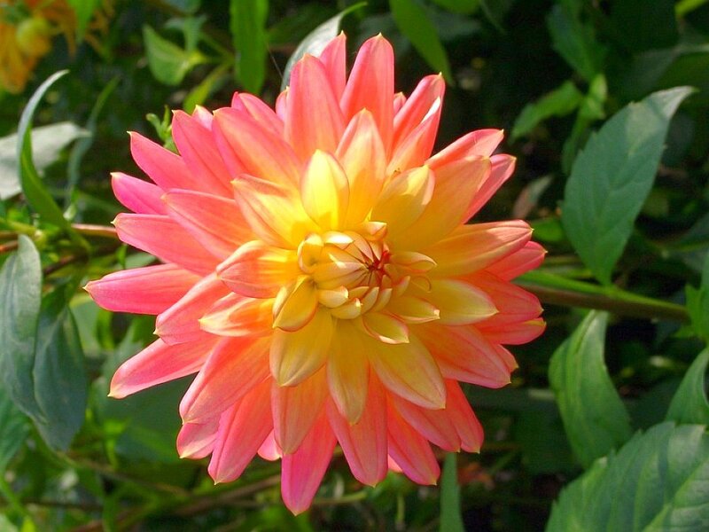 Pink and Yellow Dahlia