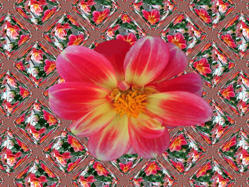 Pink and Yellow Dahlia — Vibrant, Digital Art