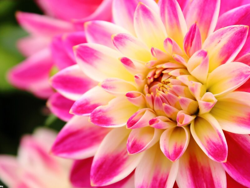 Pink and Yellow Dahlia — Vibrant, Photograph