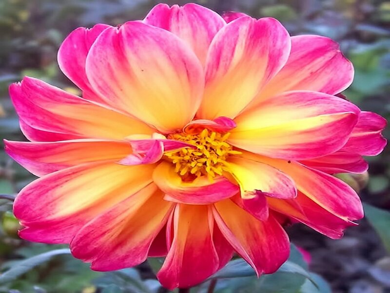 Pink and Yellow Dahlia — Vibrant