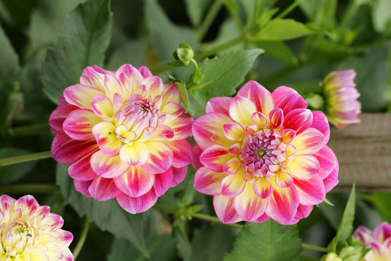 Pink and Yellow Dahlias — Calm, Afternoon
