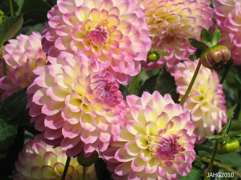 Pink and Yellow Dahlias — Calm