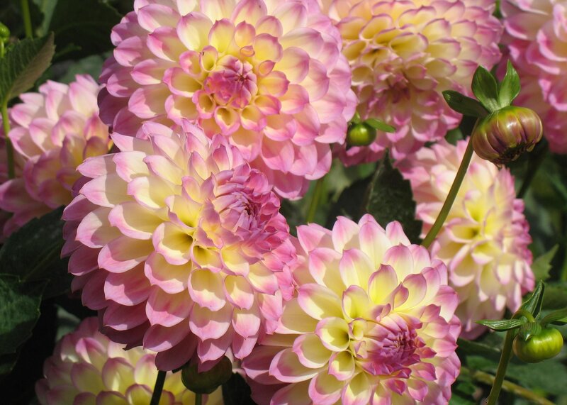 Pink and Yellow Dahlias — Serene