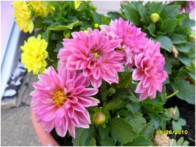 Pink and Yellow Dahlias
