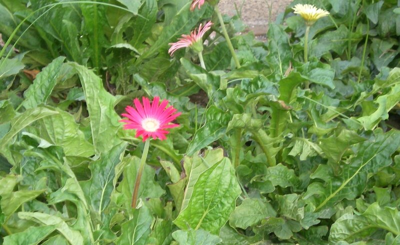 Pink and yellow daisies in garden