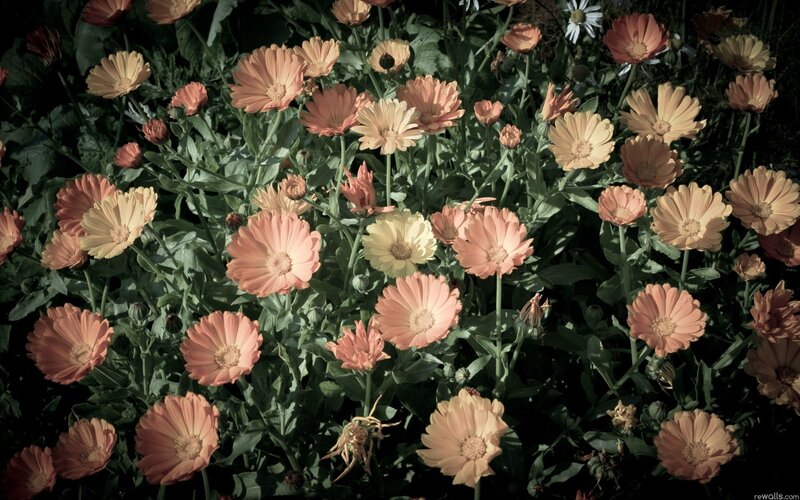 pink and yellow daisies in garden