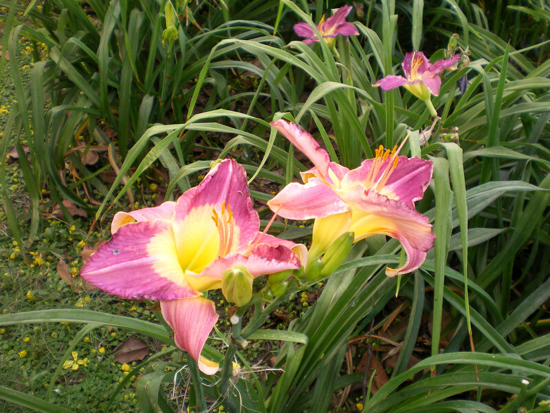 Pink and yellow daylilies in garden