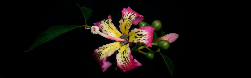Pink and Yellow Flower — Black, Dramatic