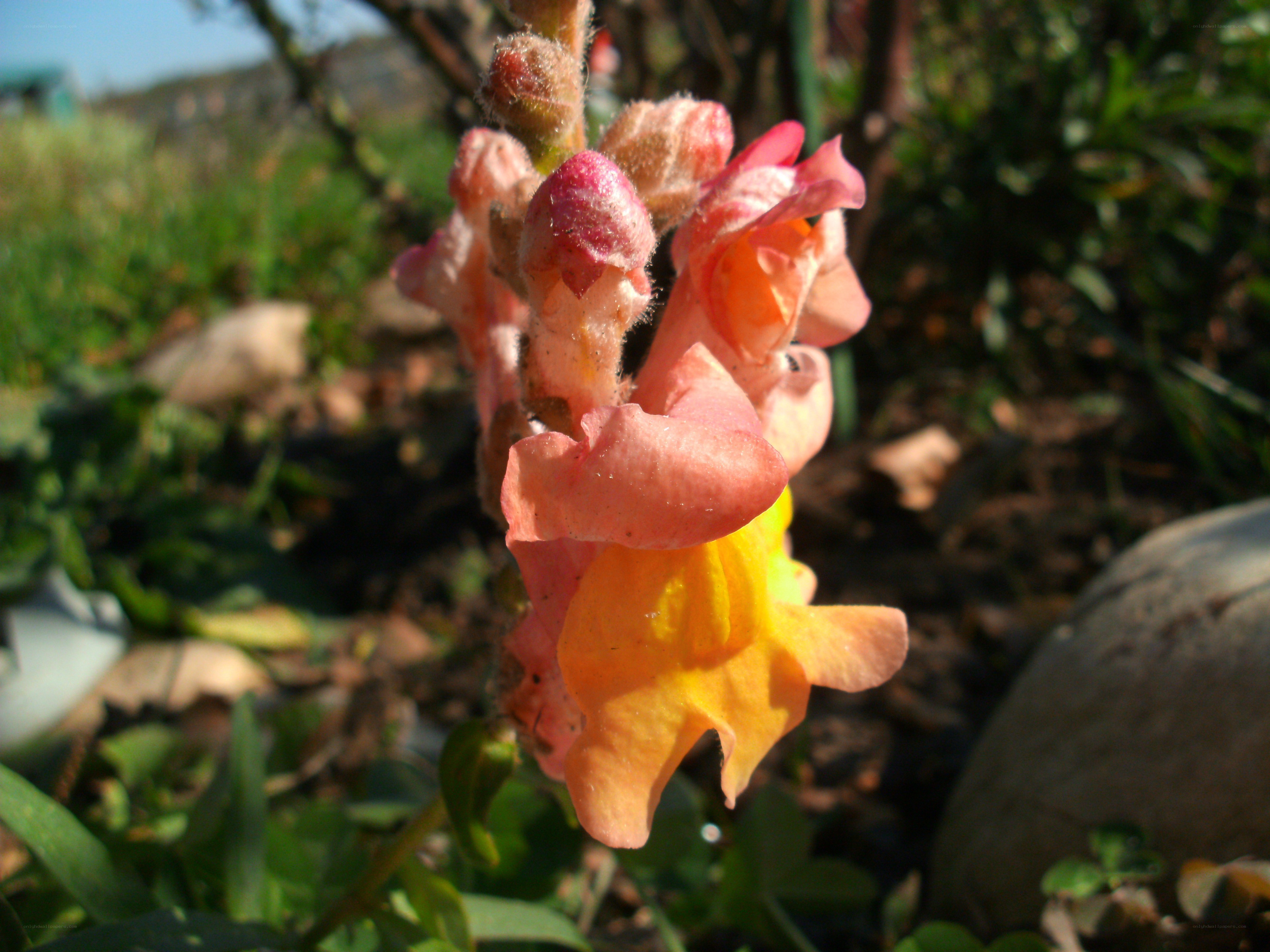 Pink and yellow flower bloom