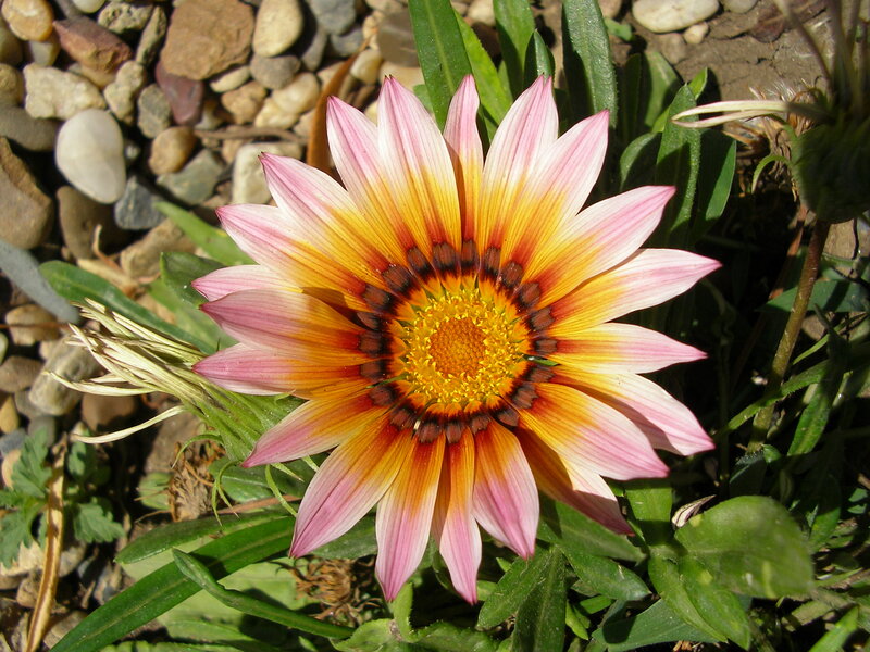 Pink and Yellow Flower — Bright