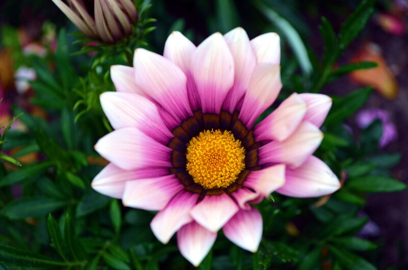 Pink and Yellow Flower — Calm, Afternoon