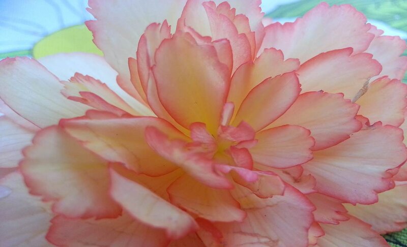 Pink and Yellow Flower — Calm