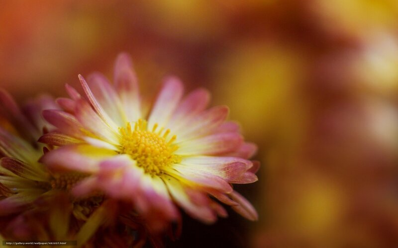 Pink and yellow flower close-up