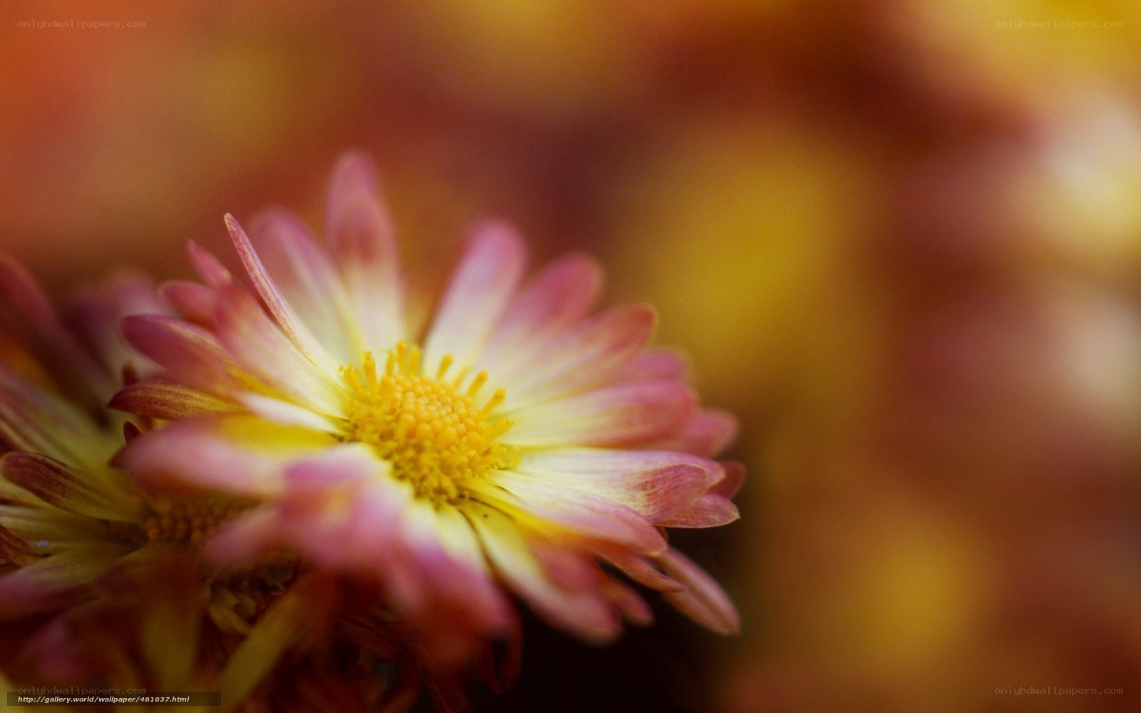 Pink and yellow flower close-up