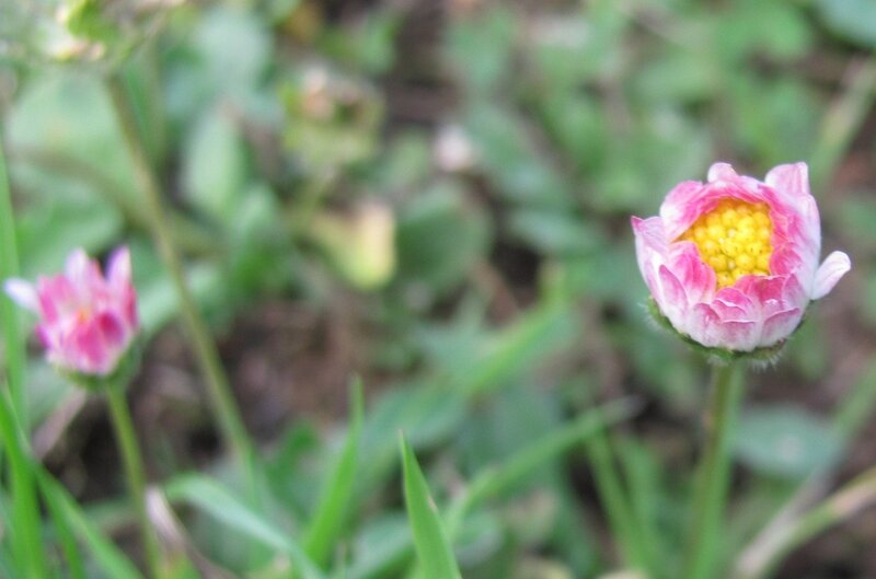 Pink and yellow flower in grass