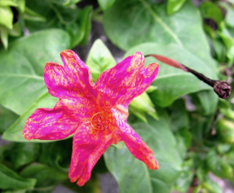Pink and Yellow Flower — Natural, Photograph
