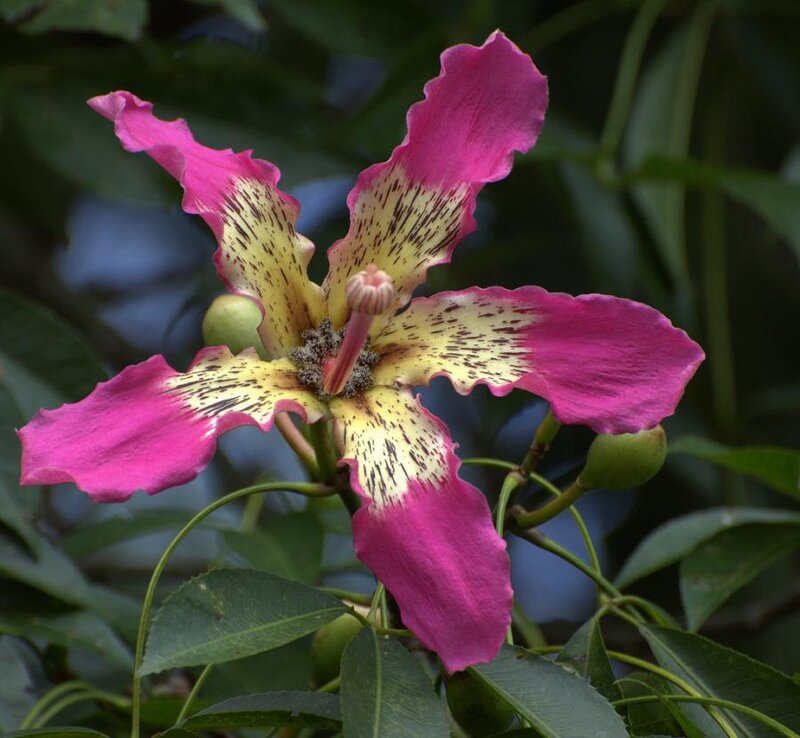 Pink and Yellow Flower — Natural