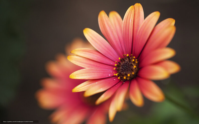 Pink and Yellow Flower — Red