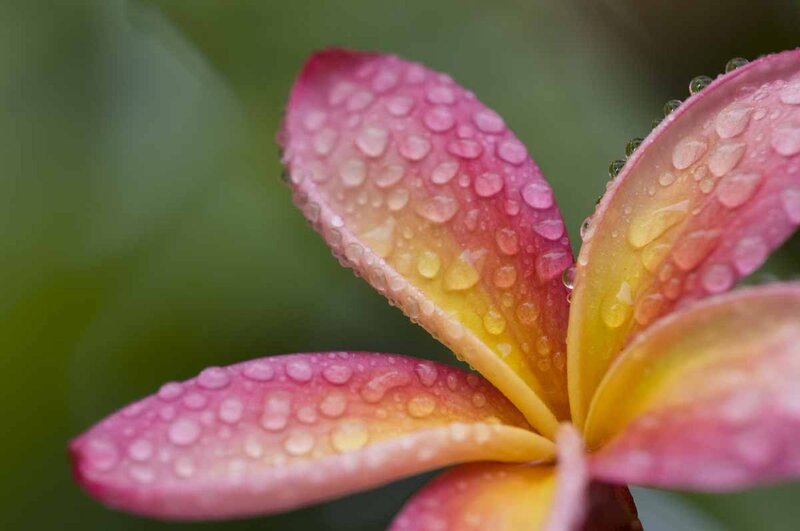 Pink and Yellow Flower — Serene, Photograph