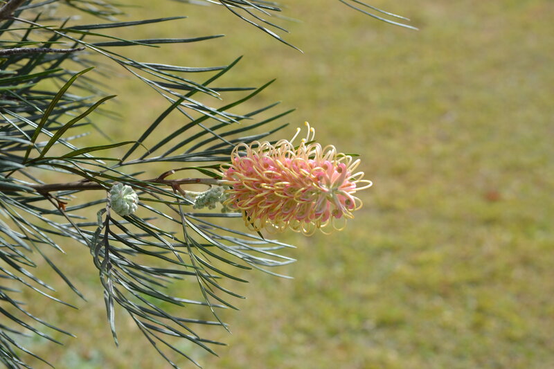 Pink and Yellow Flower — Serene