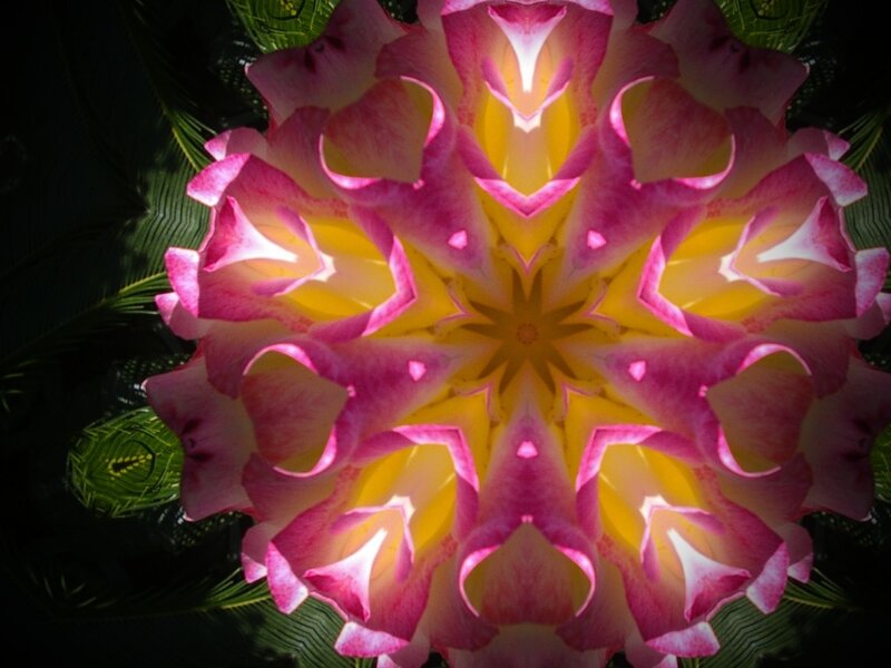 Pink and Yellow Flower