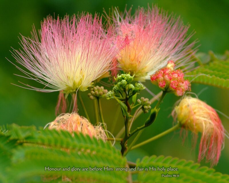 Pink and yellow flowers