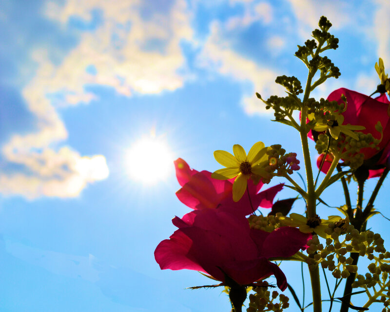 Pink and Yellow Flowers — Blue, Serene