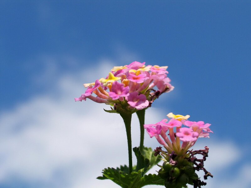 Pink and Yellow Flowers — Blue