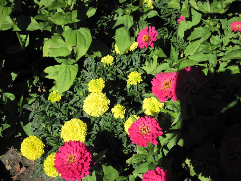 Pink and Yellow Flowers — Bright, Afternoon