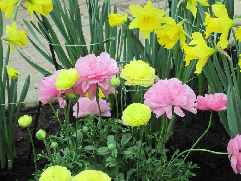 Pink and Yellow Flowers — Bright, Spring