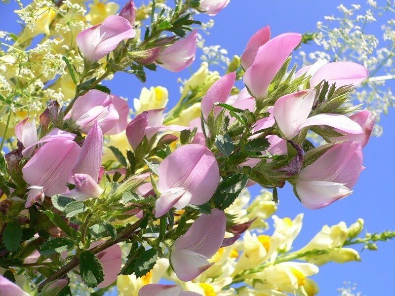 Pink and Yellow Flowers — Bright