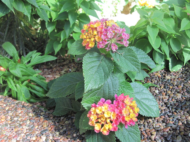 Pink and Yellow Flowers — Calm, Afternoon, Photograph