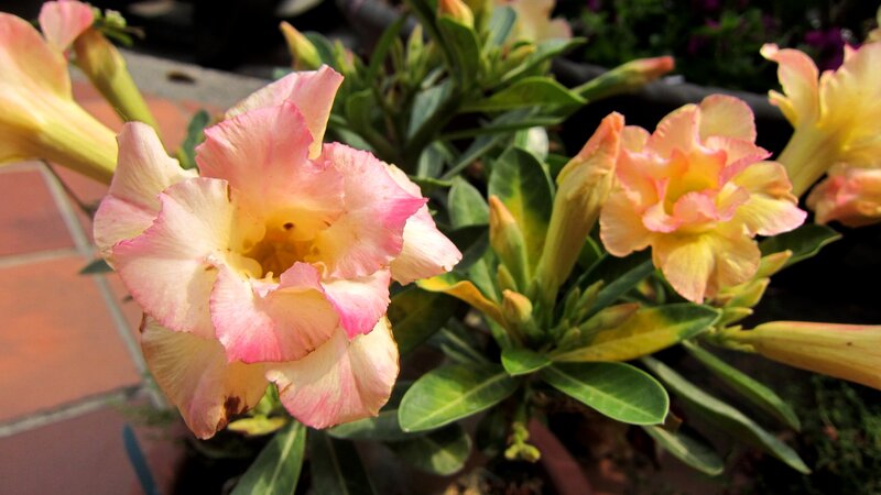 Pink and Yellow Flowers — Calm, Afternoon
